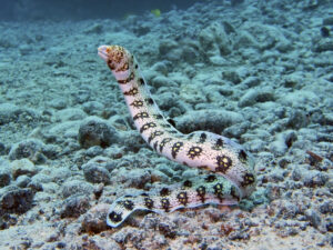 Snowflake Moray