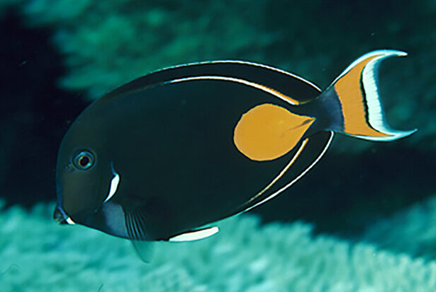Achilles Tang
