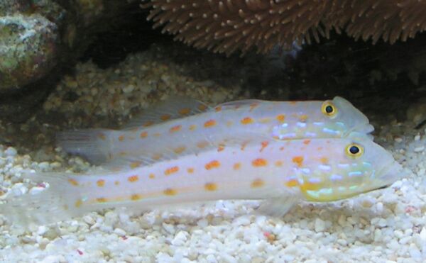 Diamond Watchman Goby